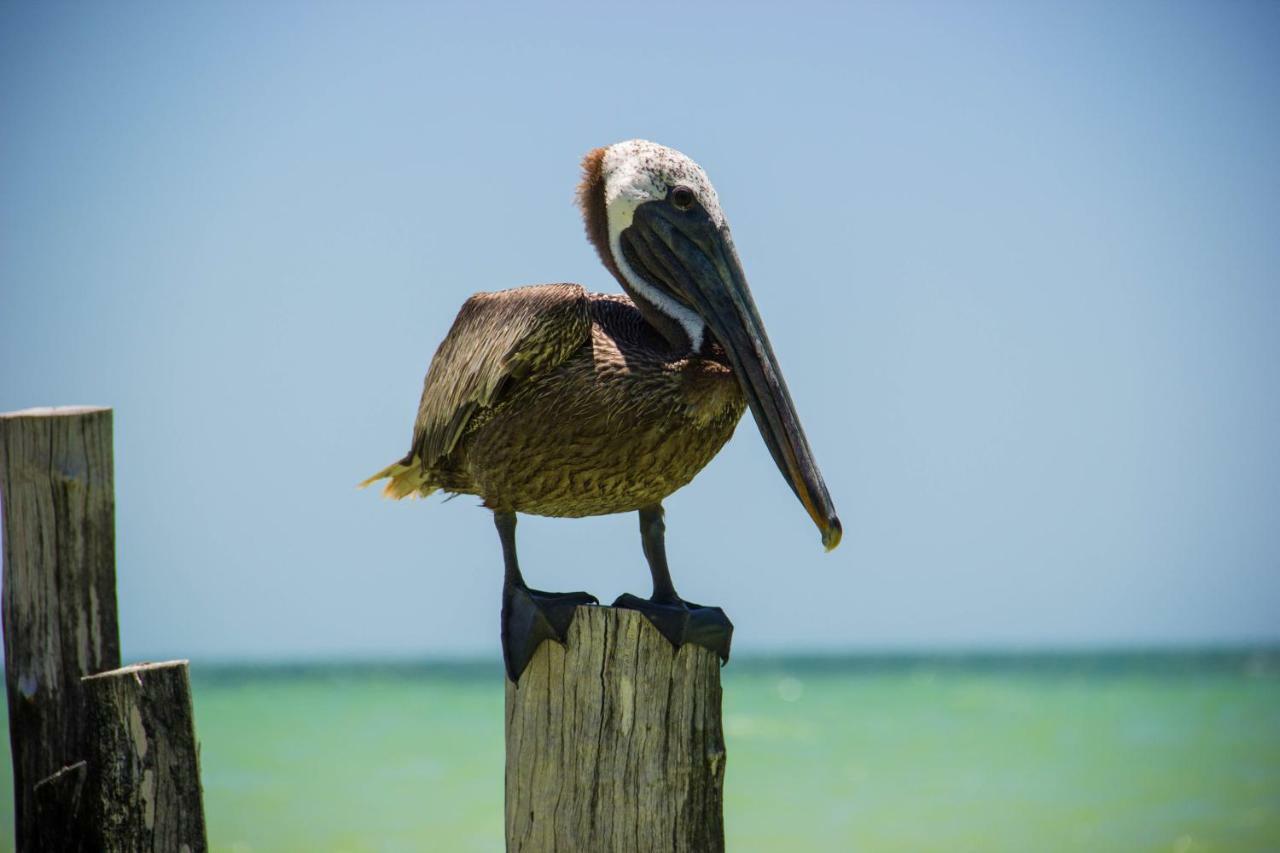 Golden Paradise Beach Holbox  Eksteriør bilde
